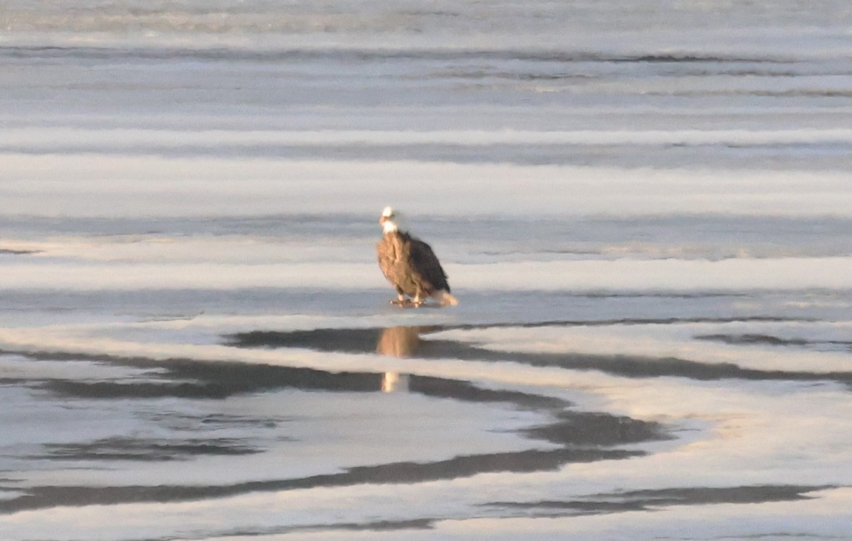 Bald Eagle - ML646924781
