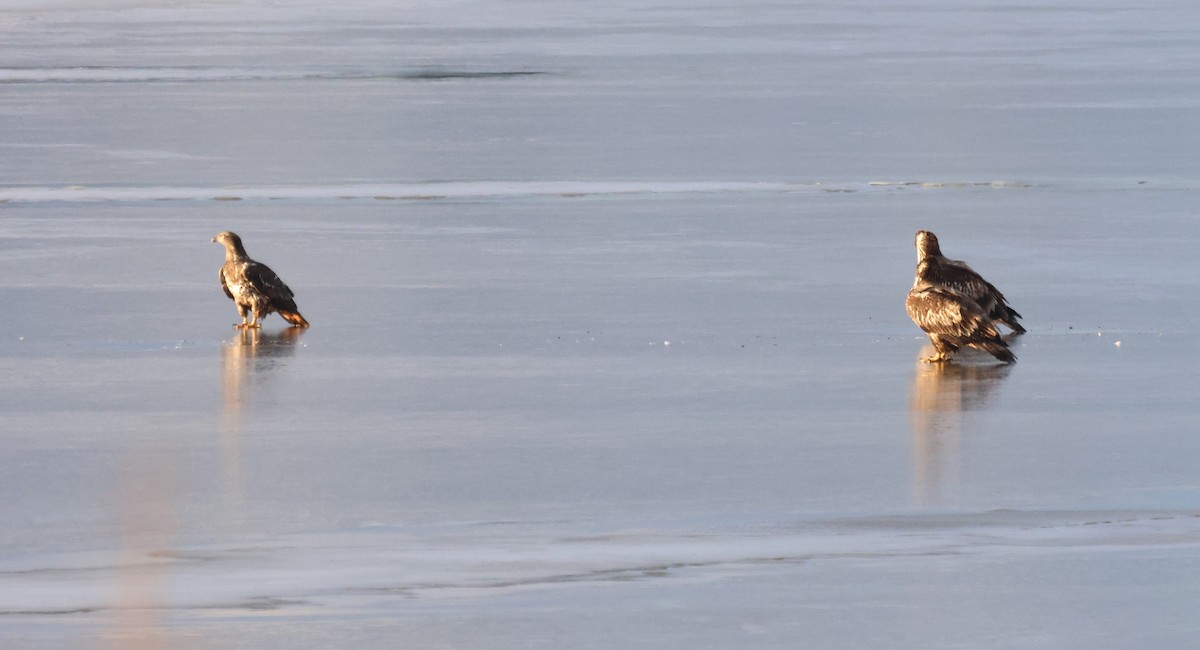 Bald Eagle - ML646924782