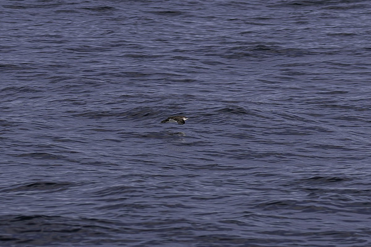 Manx Shearwater - ML646924785