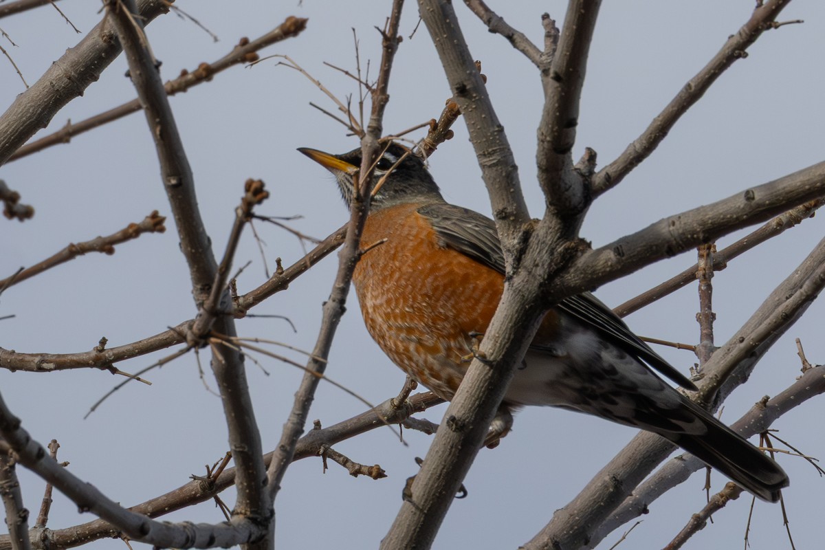 American Robin - ML646924786