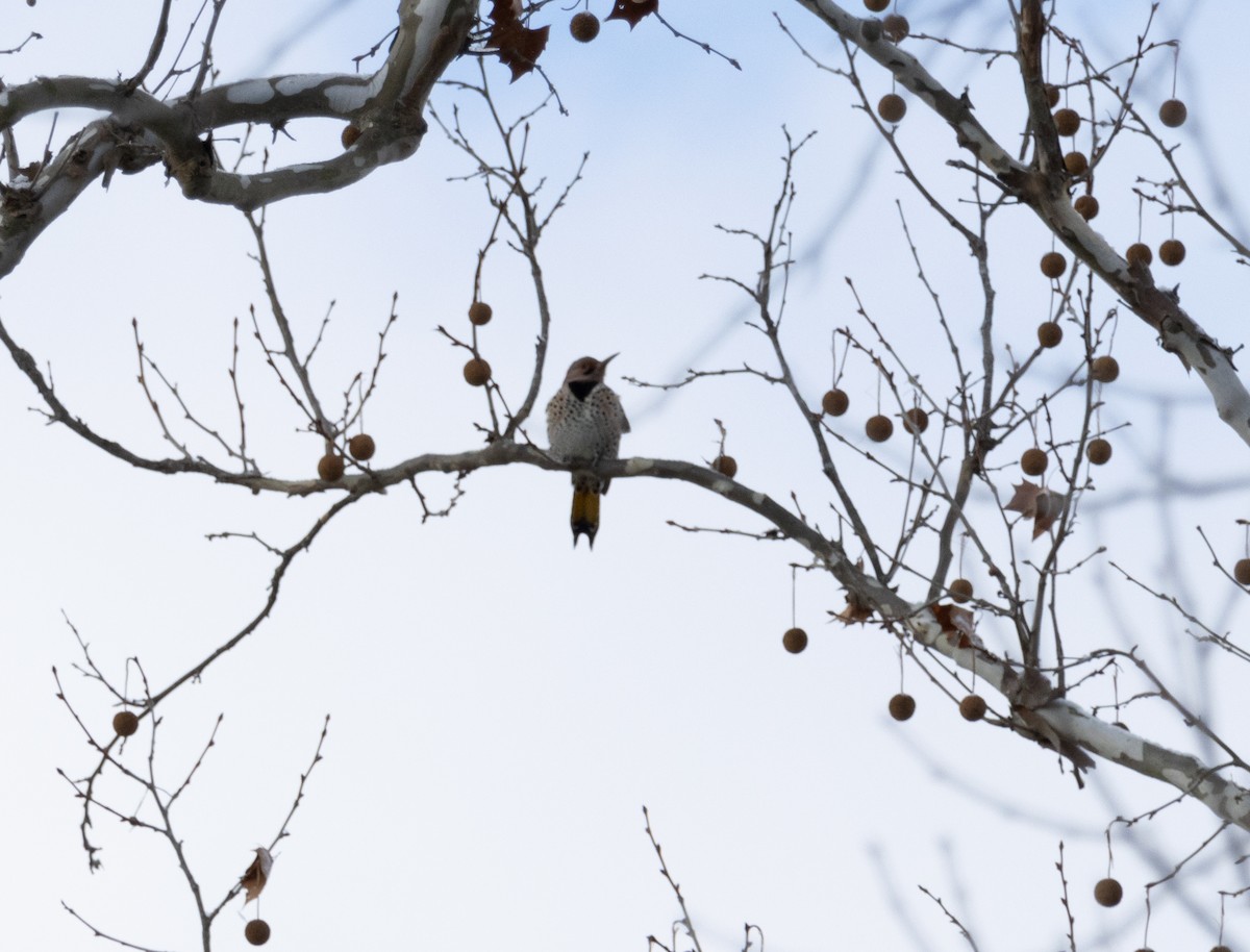 White-breasted Nuthatch - ML646924787