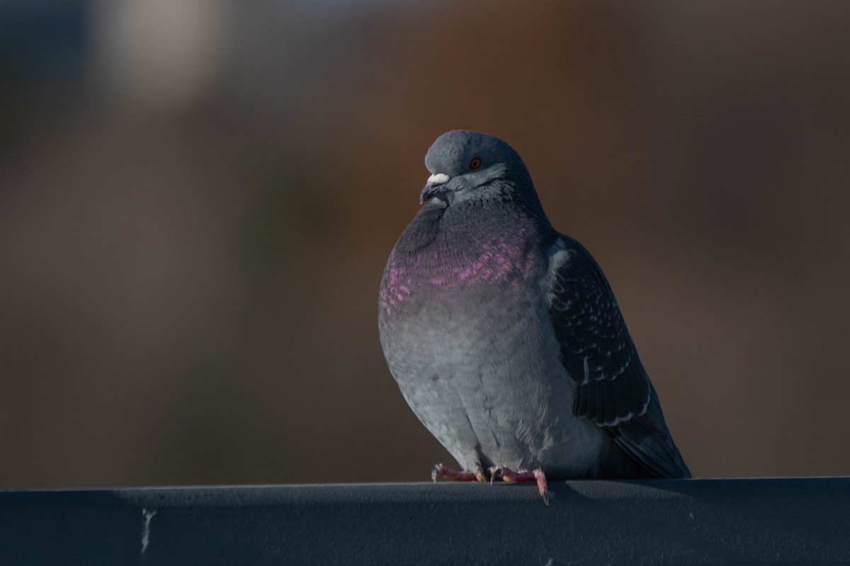 Paloma Bravía (variedad doméstica) - ML646924788