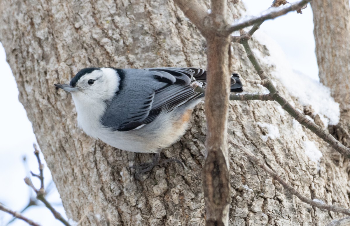 White-breasted Nuthatch - ML646924789