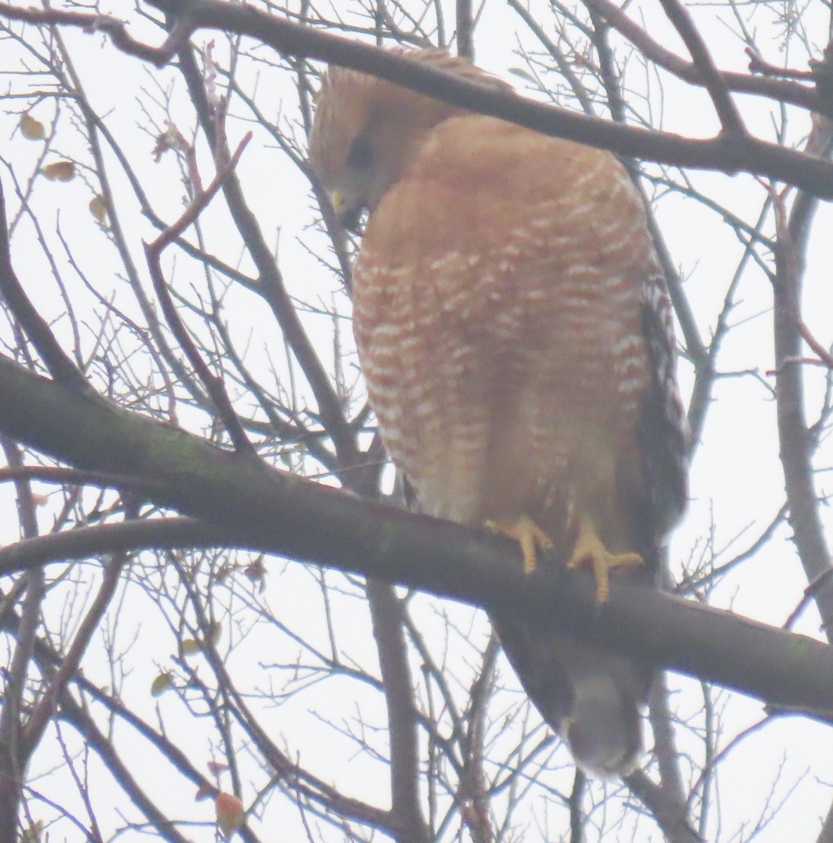 Red-shouldered Hawk - ML646924791