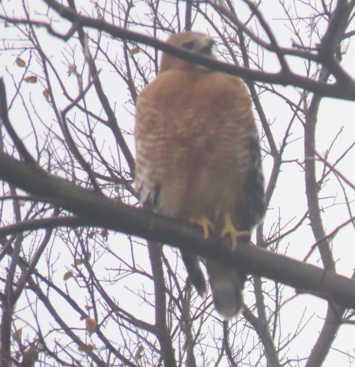 Red-shouldered Hawk - ML646924792