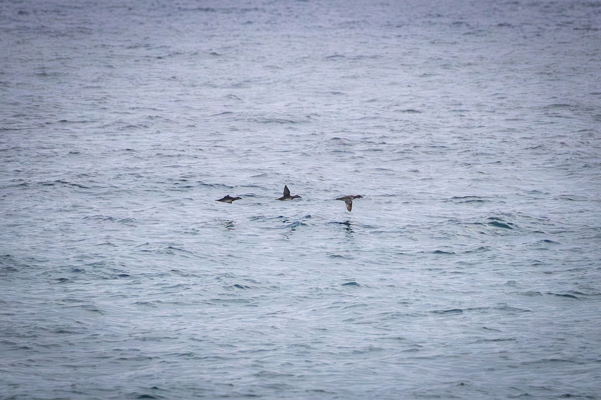 brilleand - ML646924793