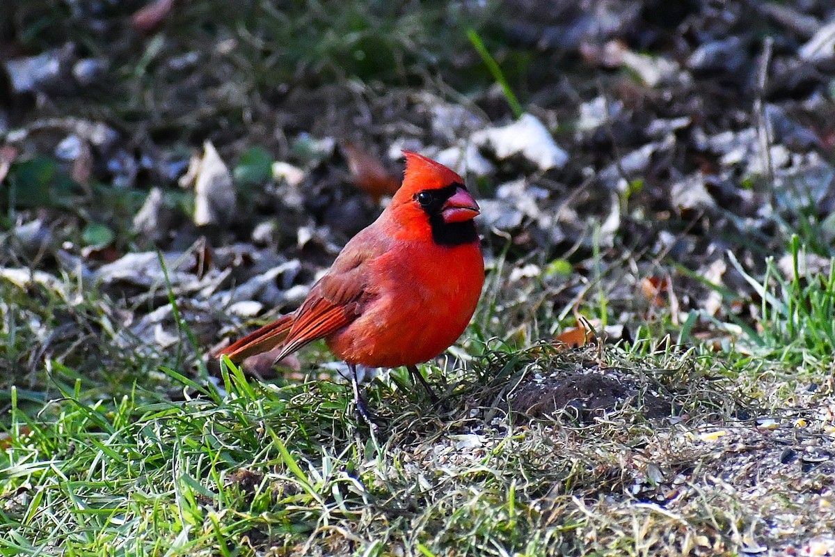 Northern Cardinal - ML646924797