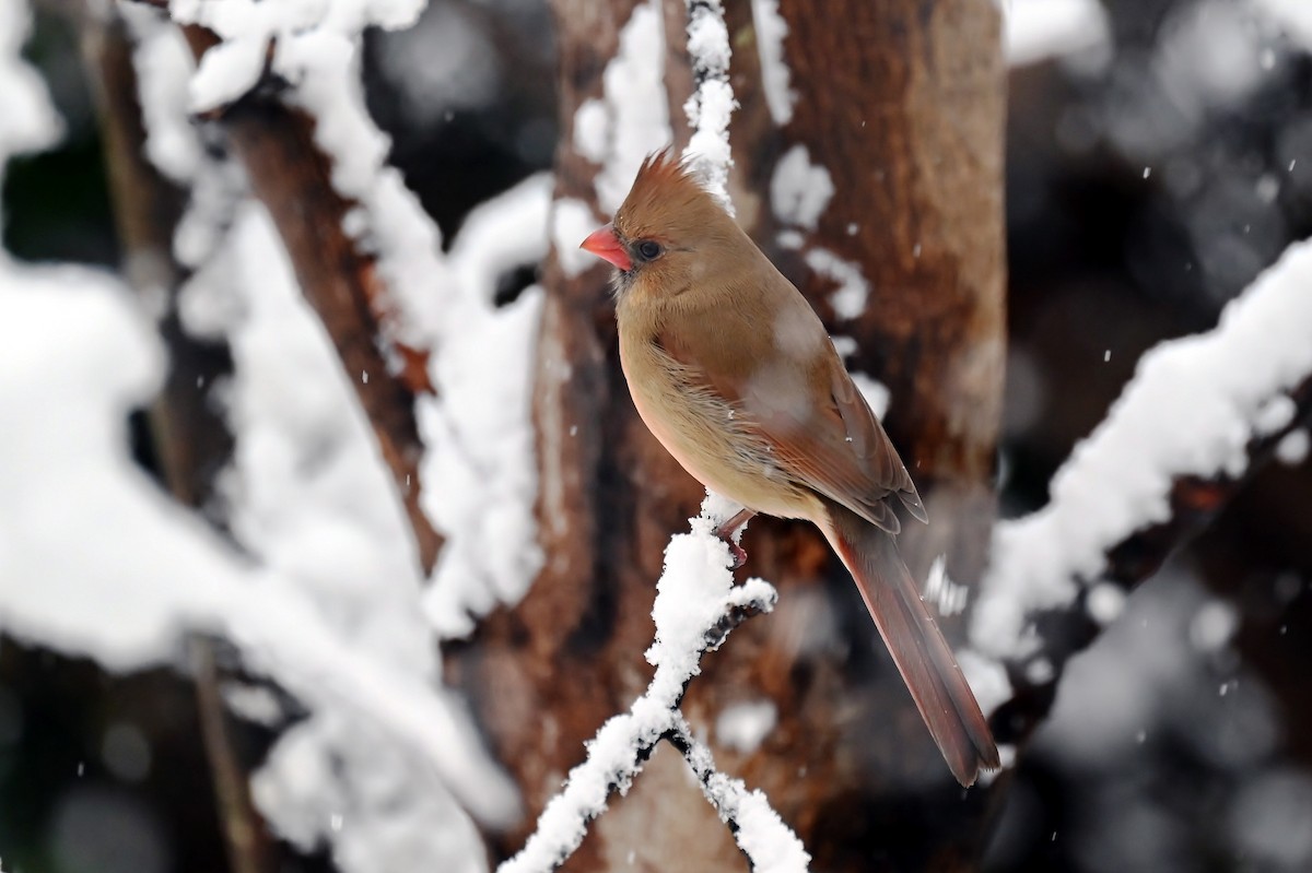 Rotkardinal - ML646924801