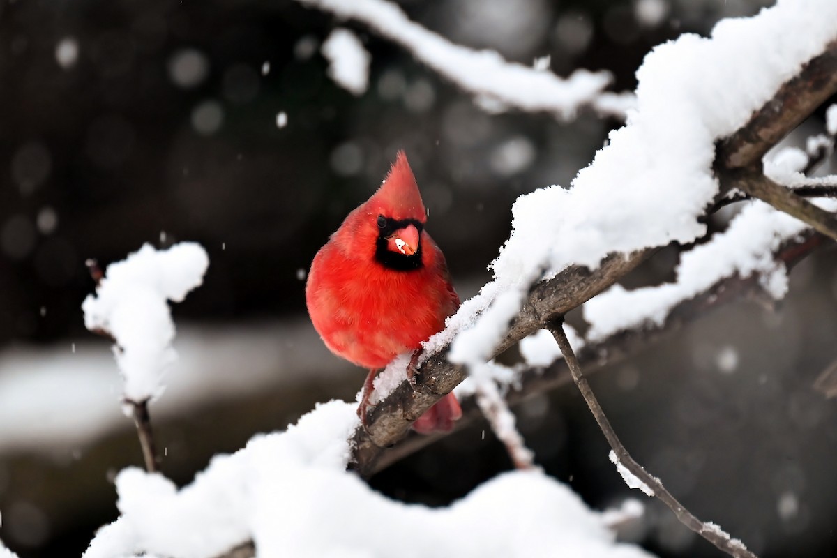 Rotkardinal - ML646924802