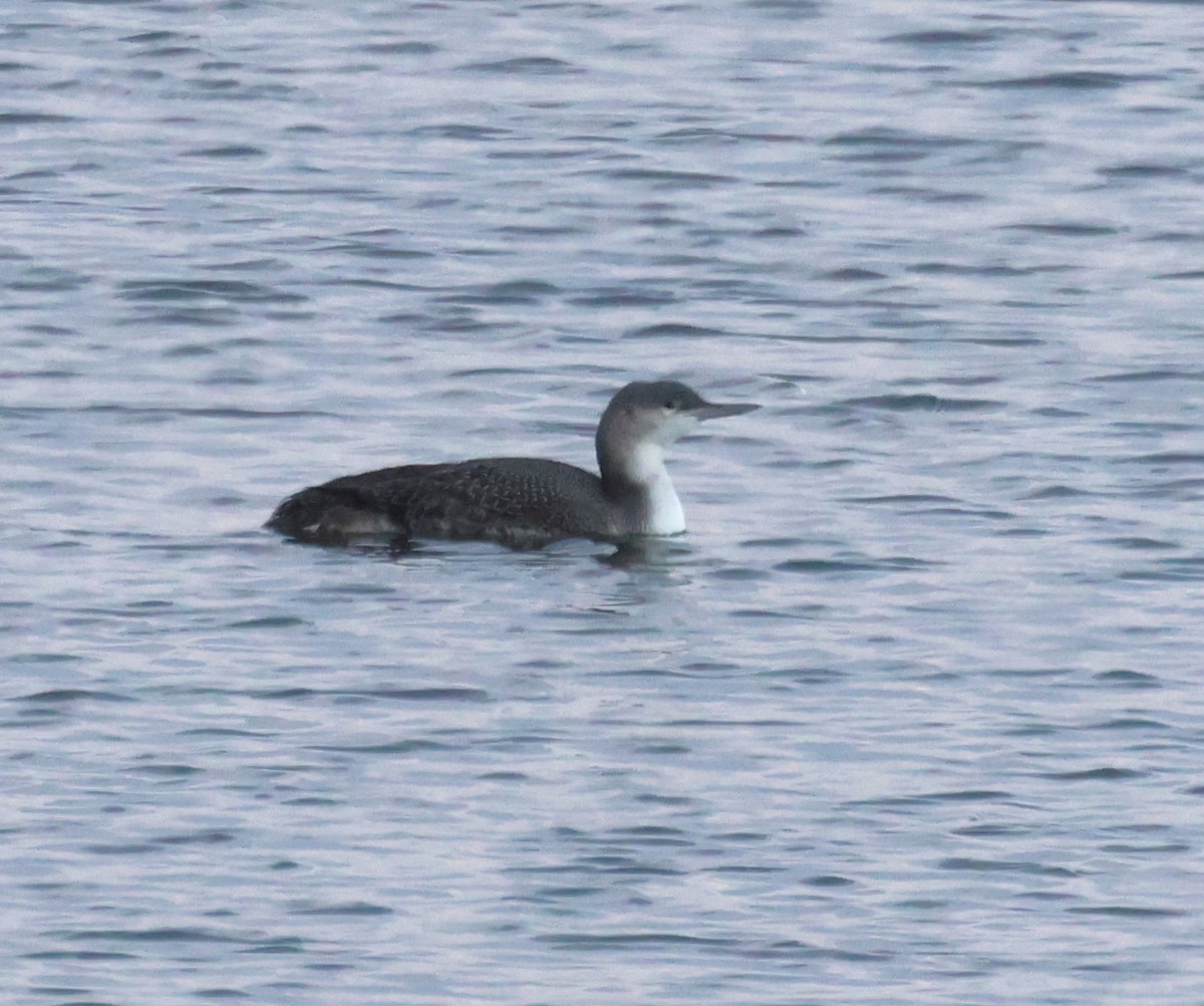 Red-throated Loon - ML646924803