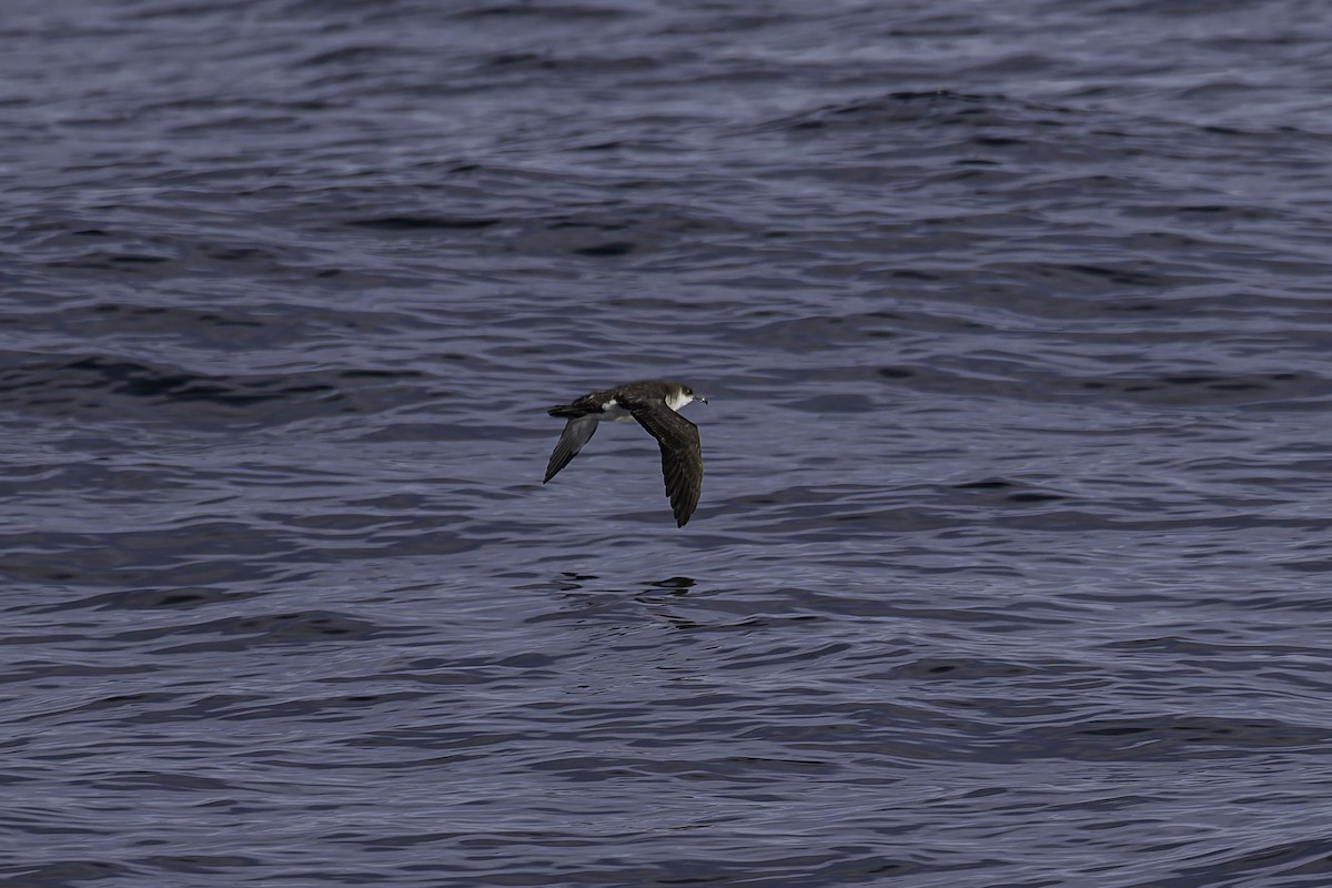 Manx Shearwater - ML646924810