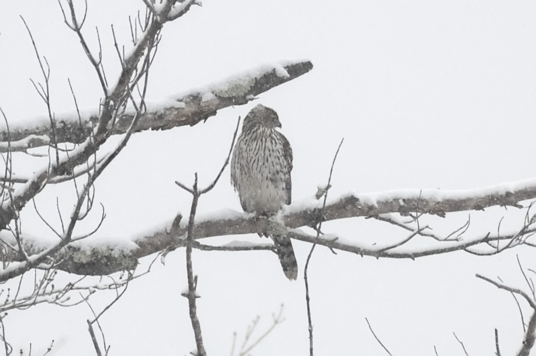 Cooper's Hawk - ML646924814