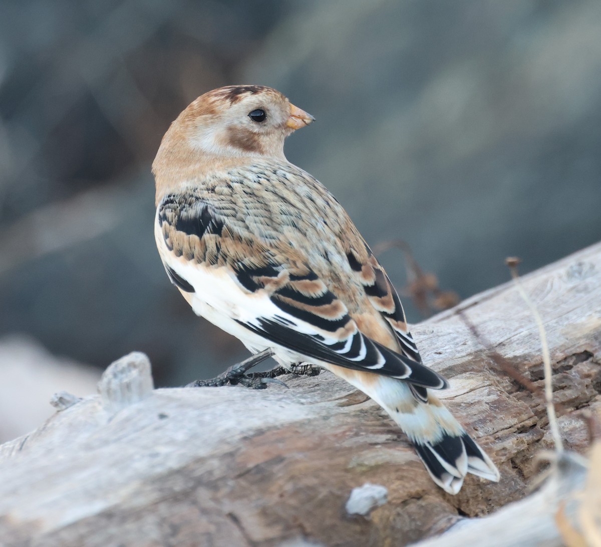 Snow Bunting - ML646924820
