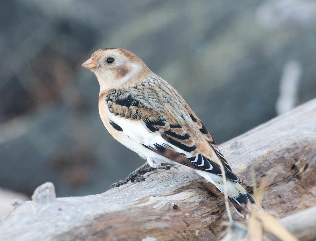 Snow Bunting - ML646924821