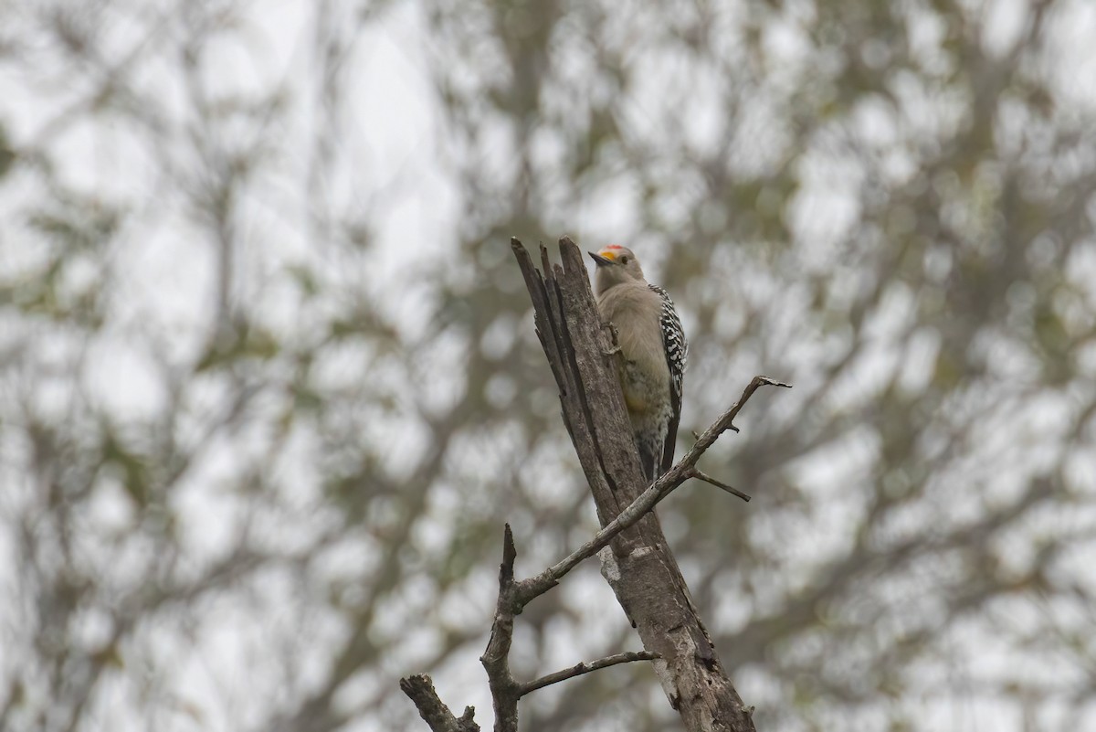 datel zlatočelý - ML646924822