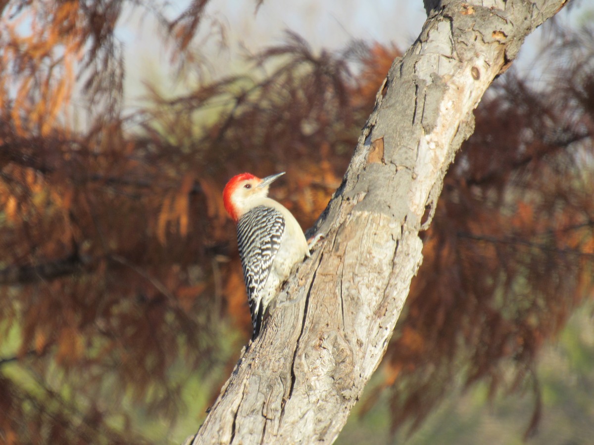 Red-bellied Woodpecker - ML646924824