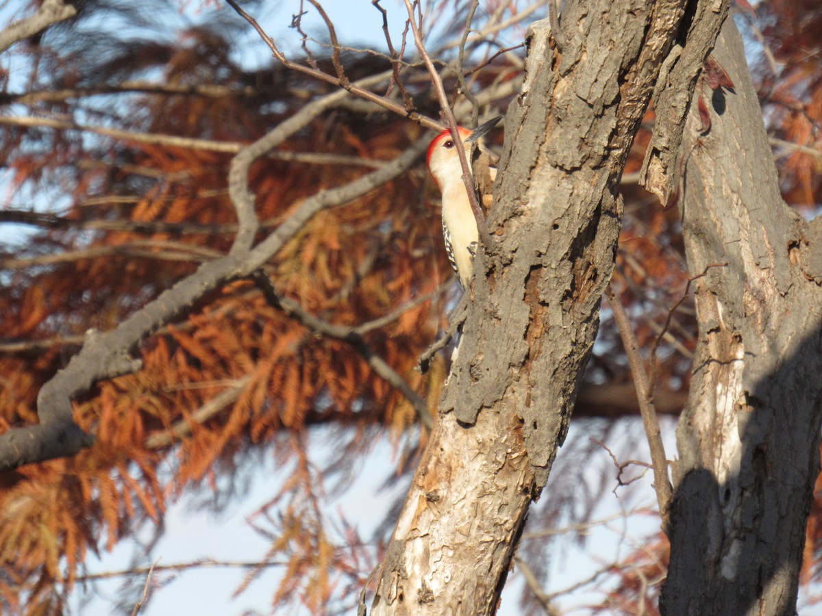 Red-bellied Woodpecker - ML646924825