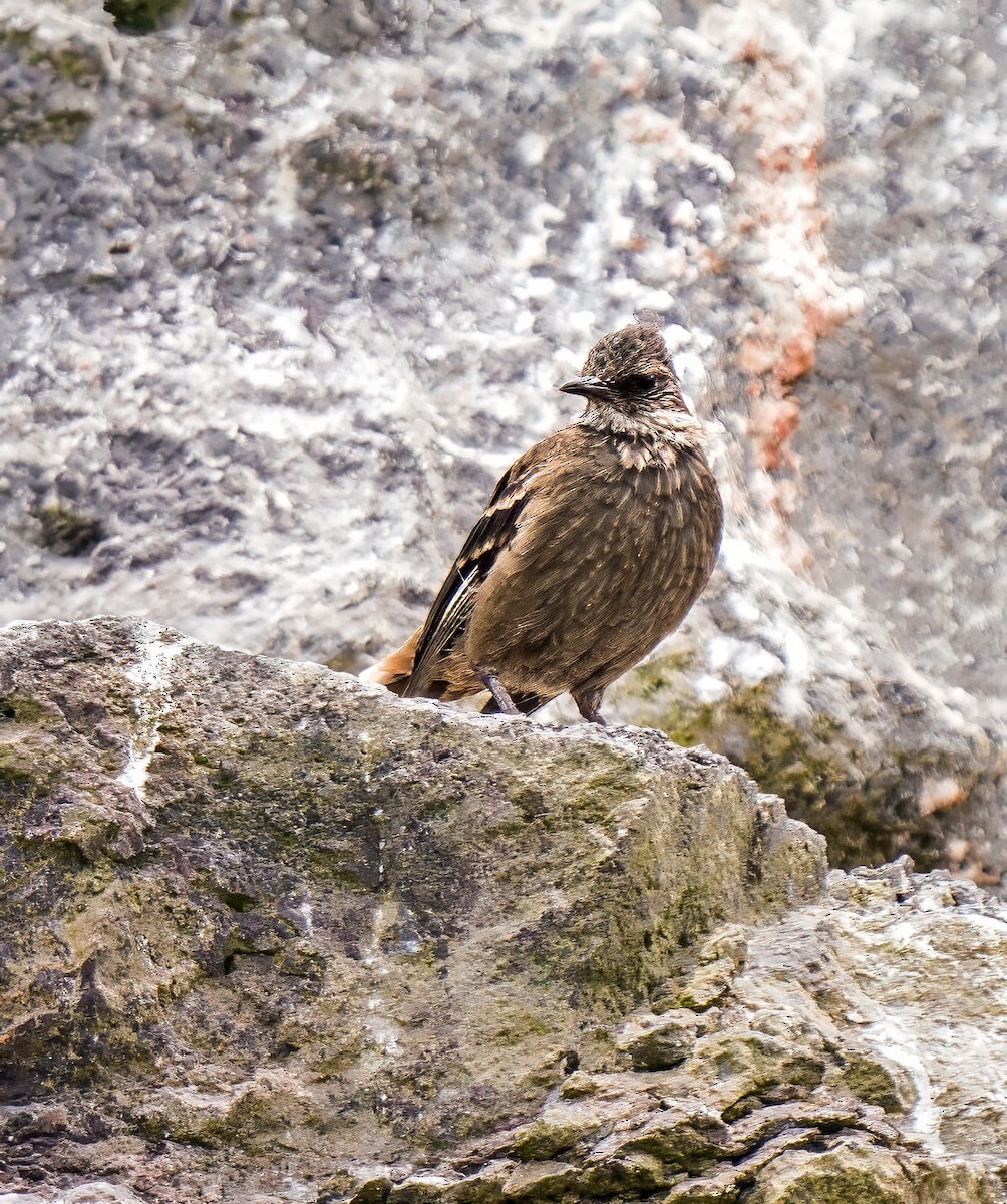 Surf Cinclodes - ML646924826