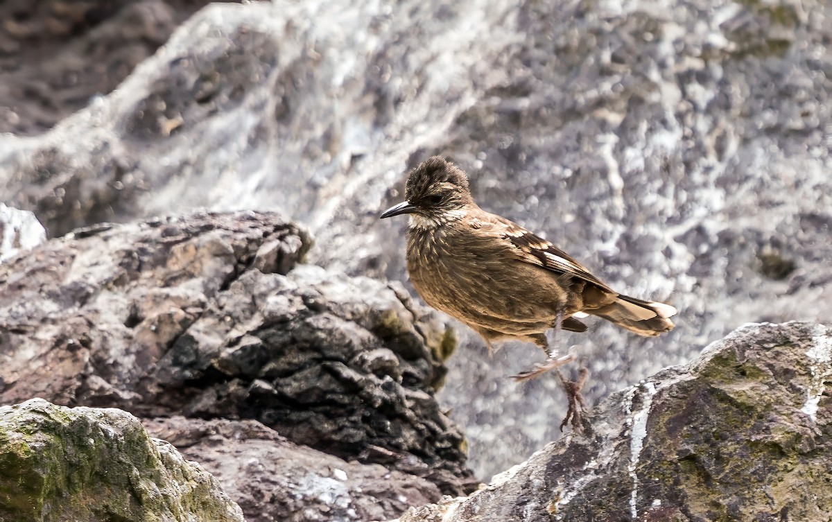 Surf Cinclodes - ML646924827