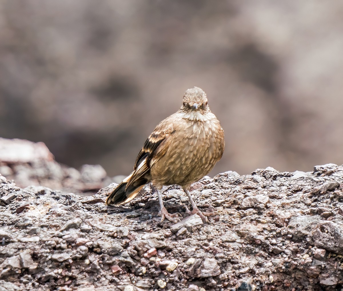 Surf Cinclodes - ML646924828