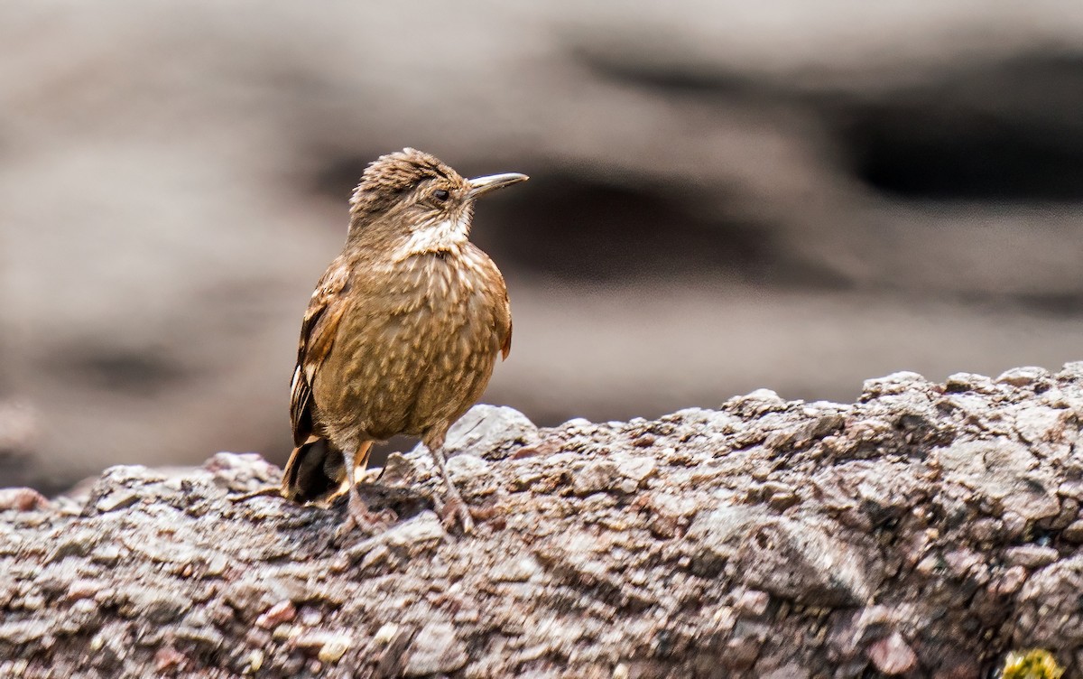 Surf Cinclodes - ML646924829