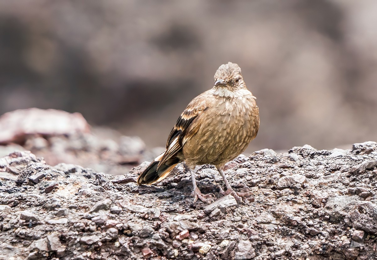 Surf Cinclodes - ML646924830