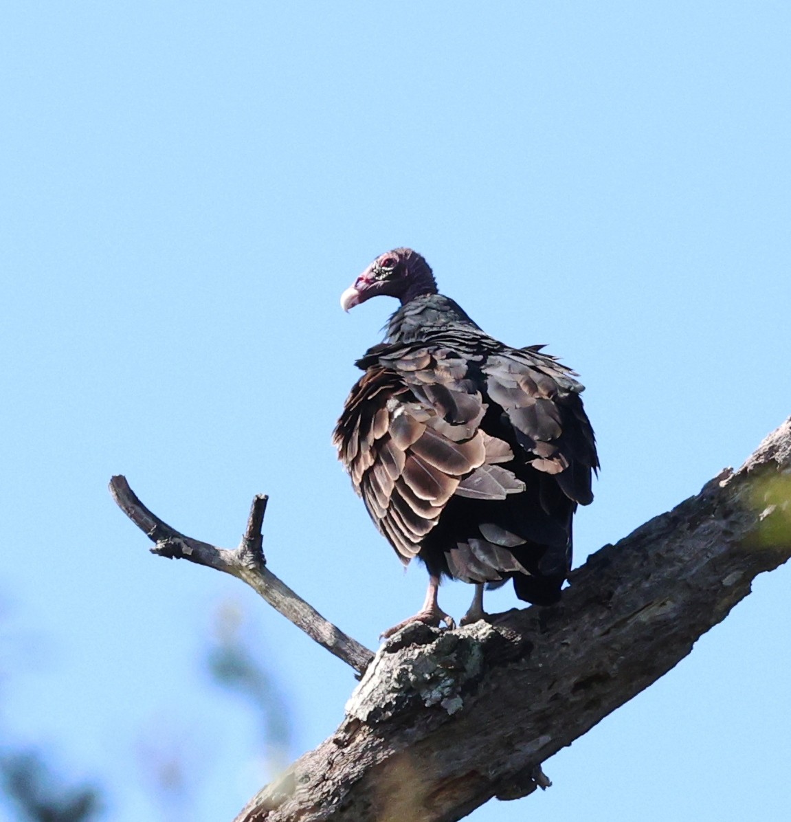 Turkey Vulture - ML646924832