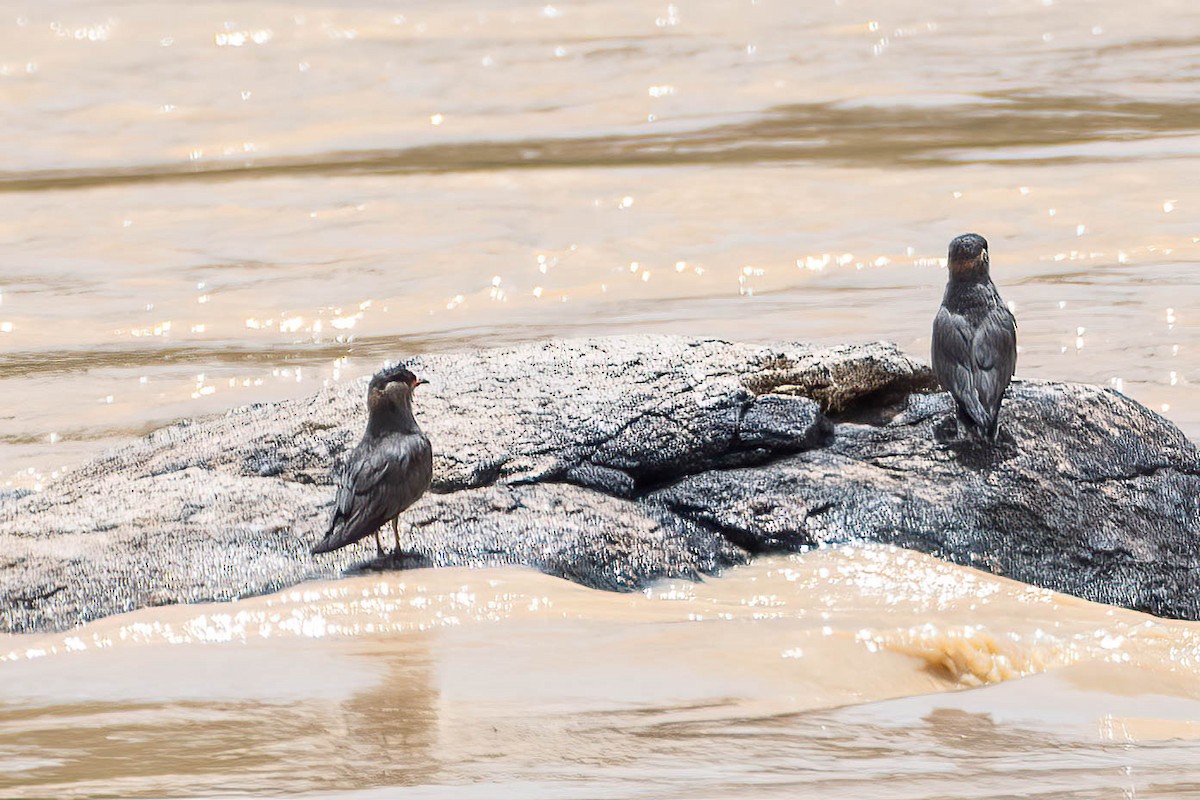 ouhorlík skalní - ML646924834