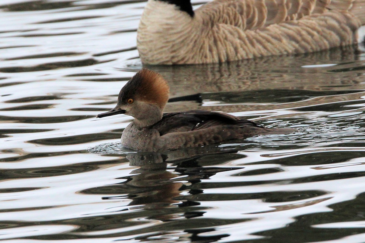 Hooded Merganser - ML646924839