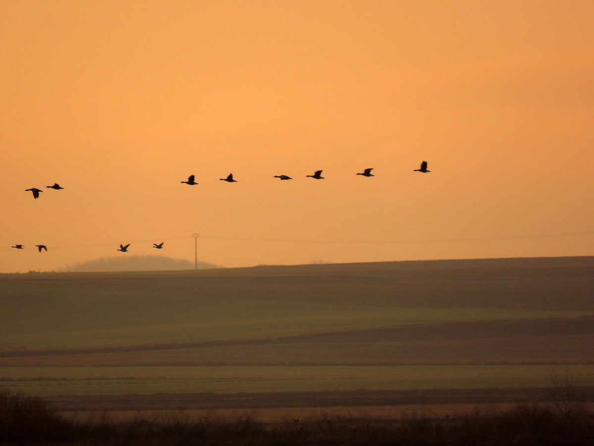 Graylag Goose - ML646924847