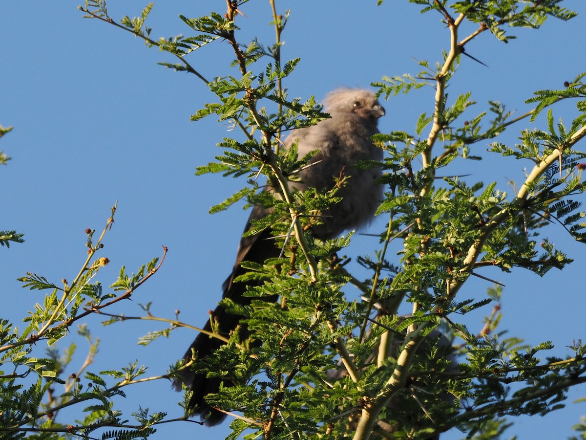 Gray Go-away-bird - ML646924848