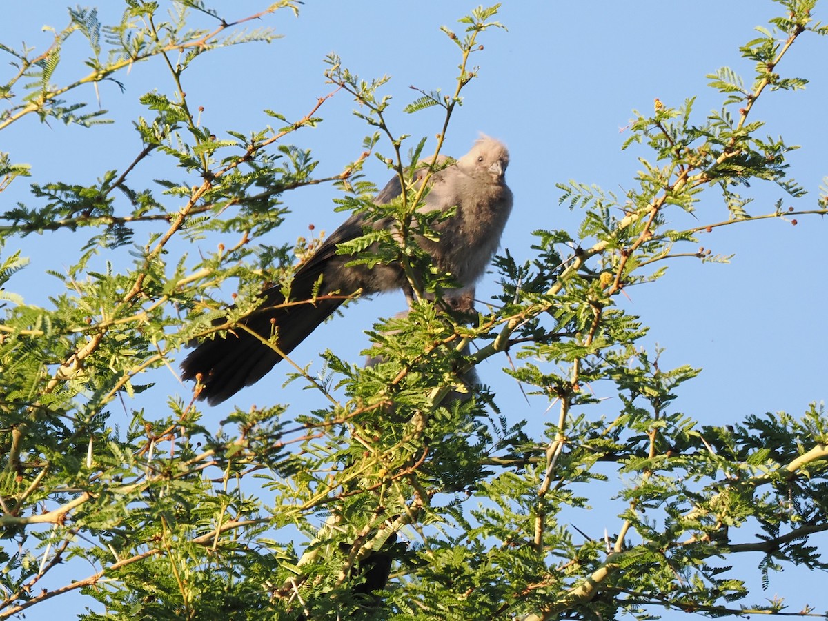 Gray Go-away-bird - ML646924849