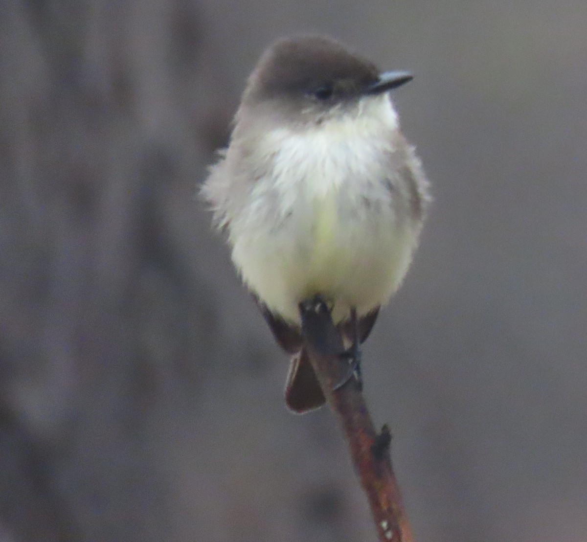 Eastern Phoebe - ML646924850