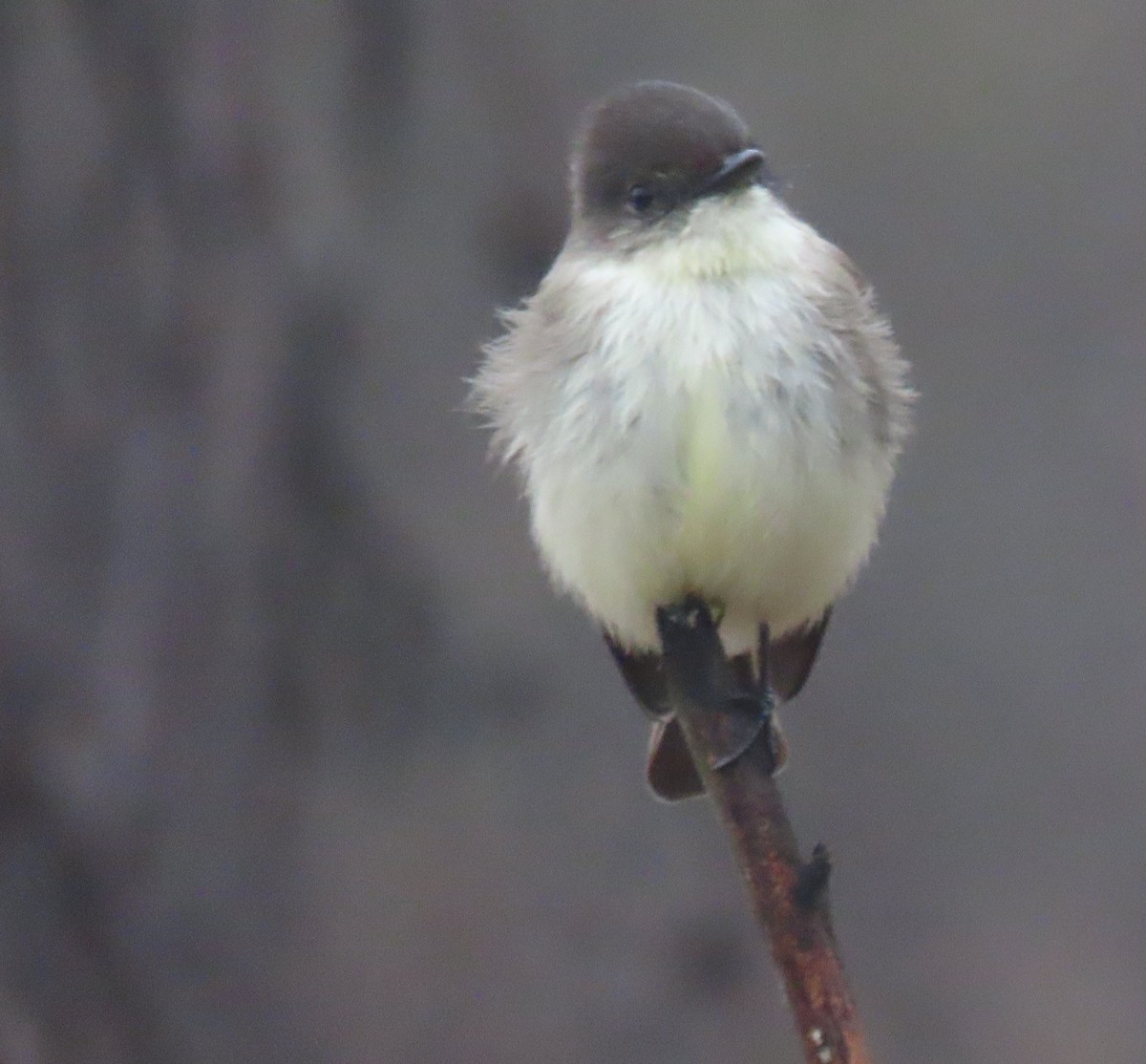 Eastern Phoebe - ML646924851