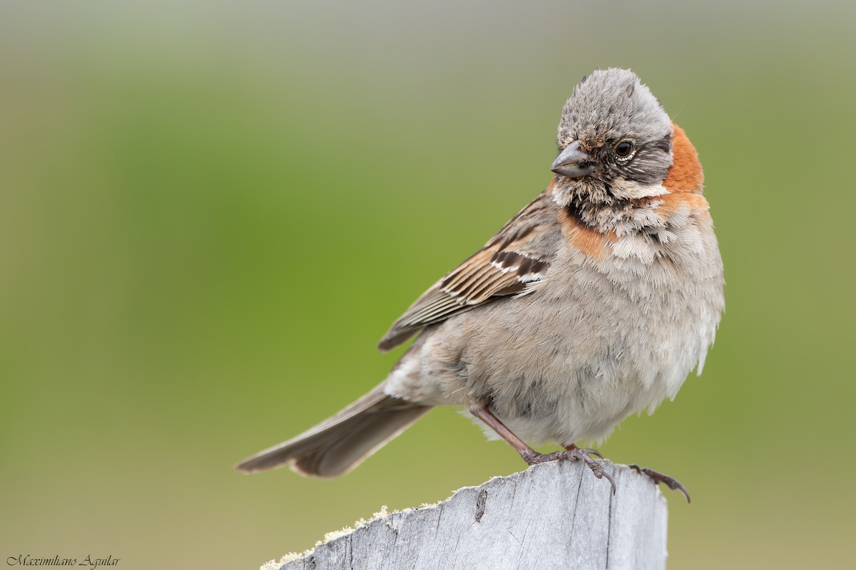 Rufous-collared Sparrow - ML646924852