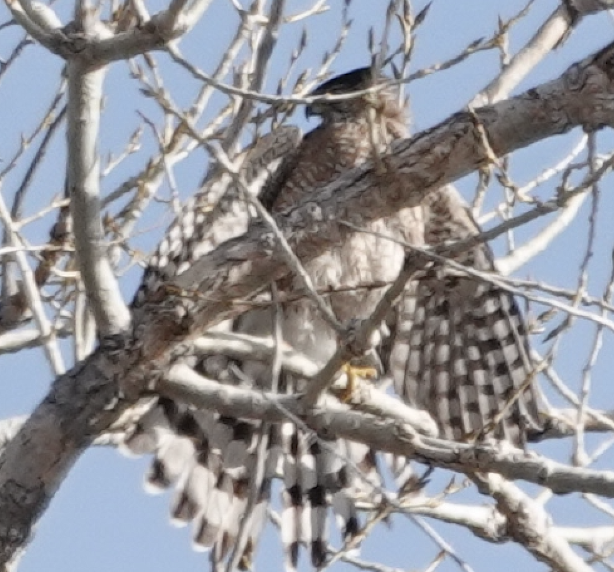 クーパーハイタカ - ML646924853