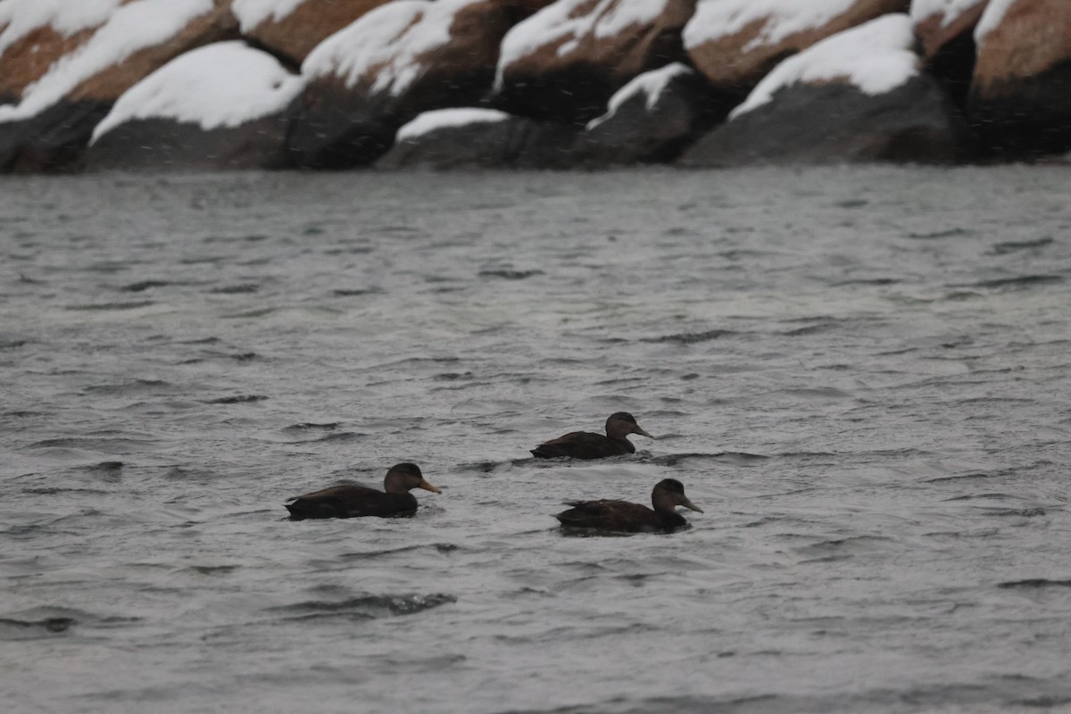 Ahate iluna - ML646924855