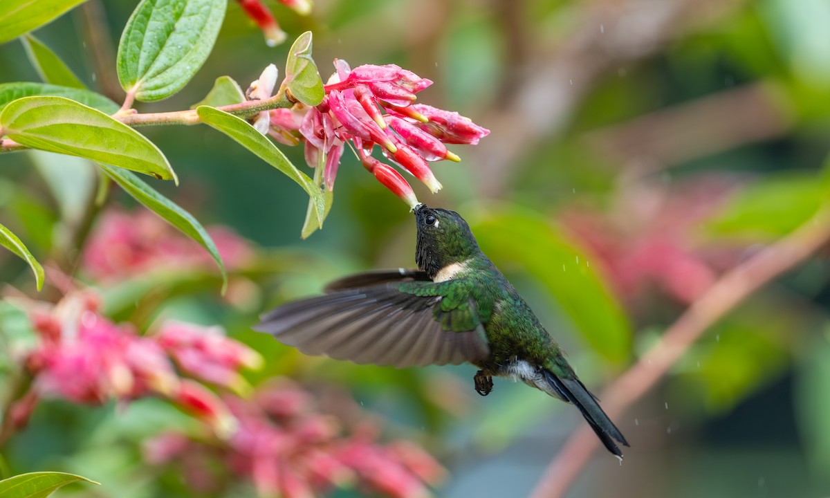 Amethyst-throated Sunangel - ML646924857