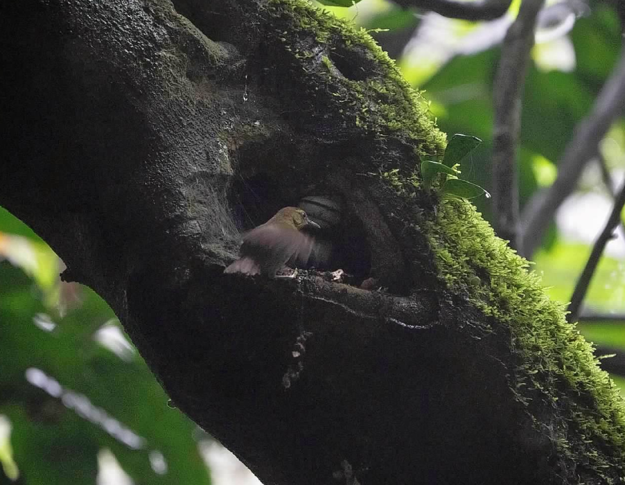 ציפור שיר בלתי-מזוהה - ML646924859
