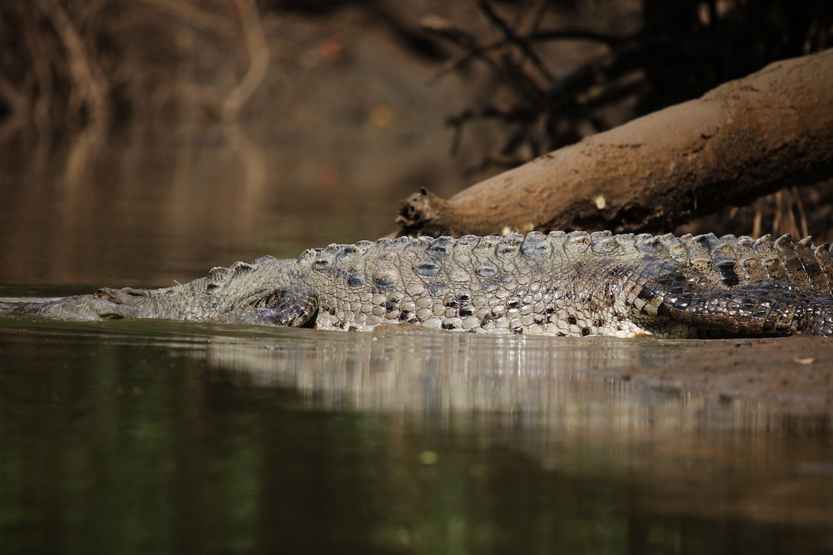 American Crocodile - ML646924861