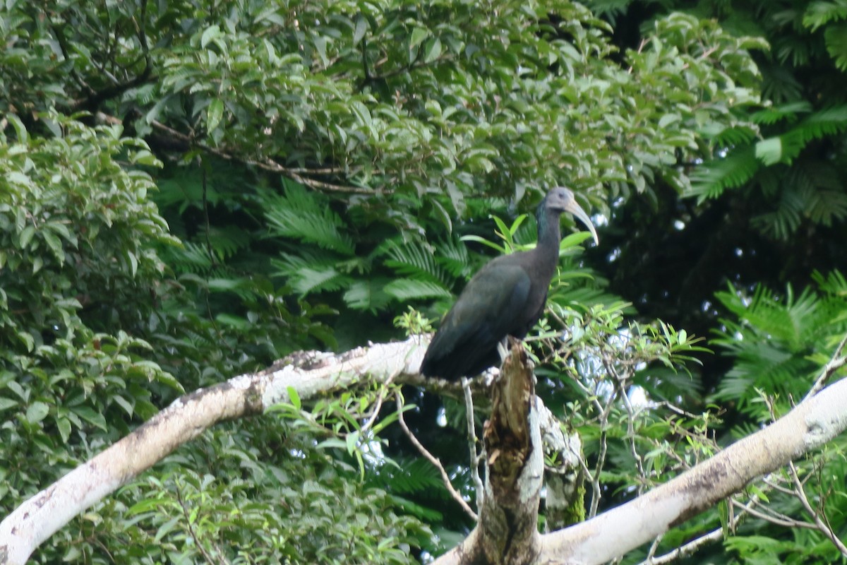 Green Ibis - ML646924862
