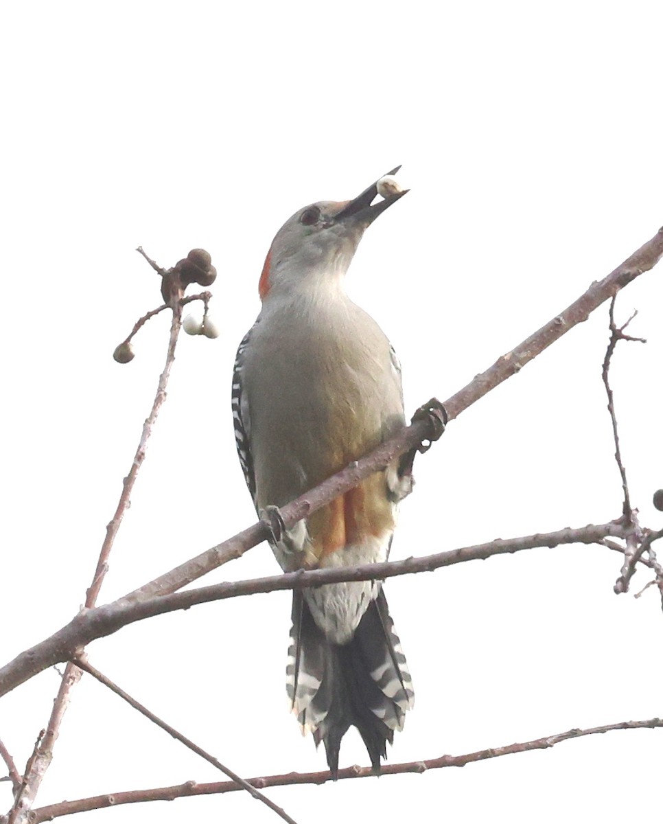 Red-bellied Woodpecker - ML646924864