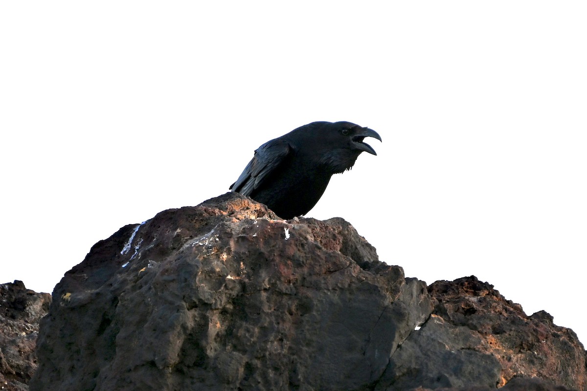 עורב שחור - ML646924866