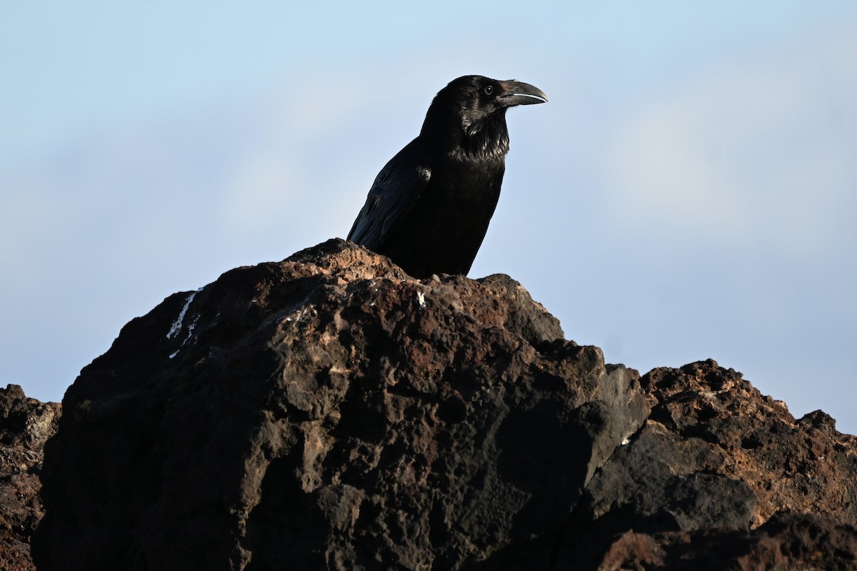עורב שחור - ML646924867