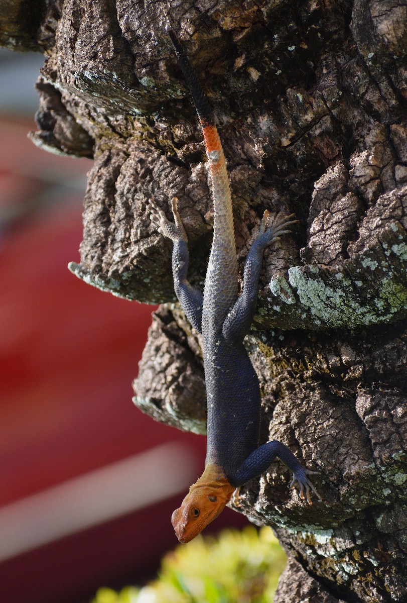 Peters's Rock Agama - ML646924870