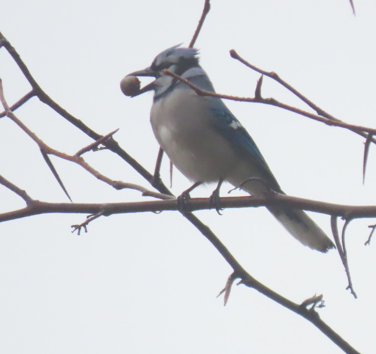 Blue Jay - ML646924871