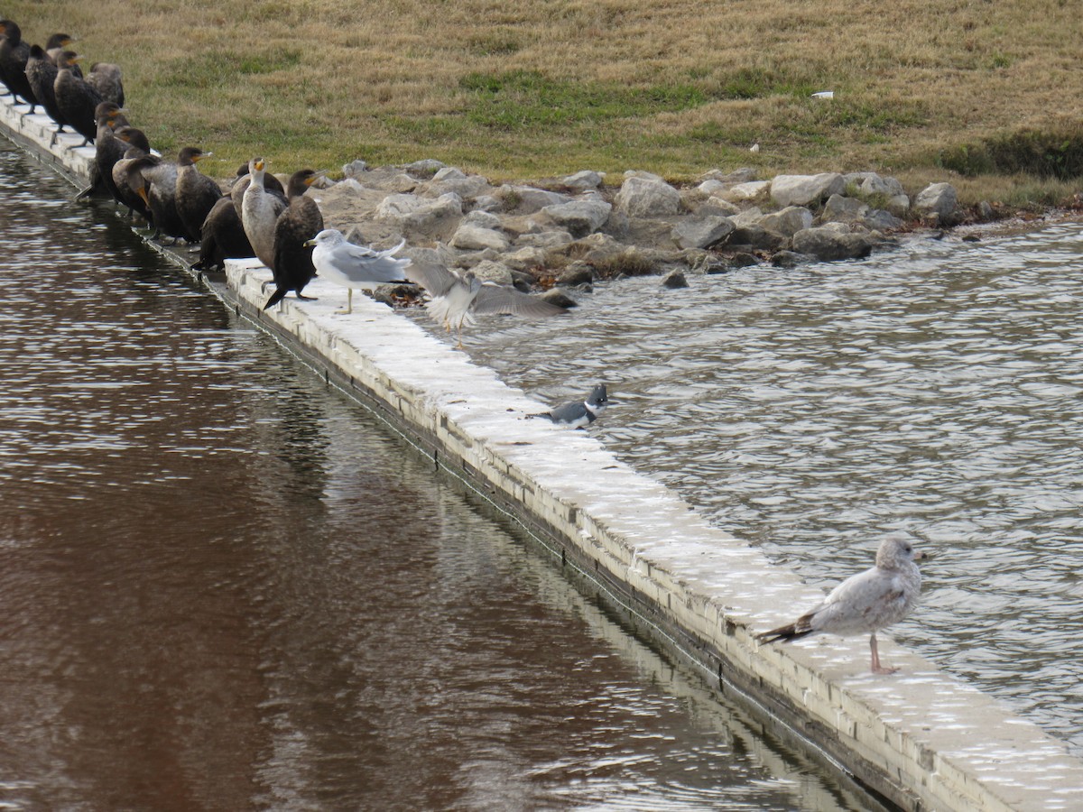 Greater Yellowlegs - ML646924874