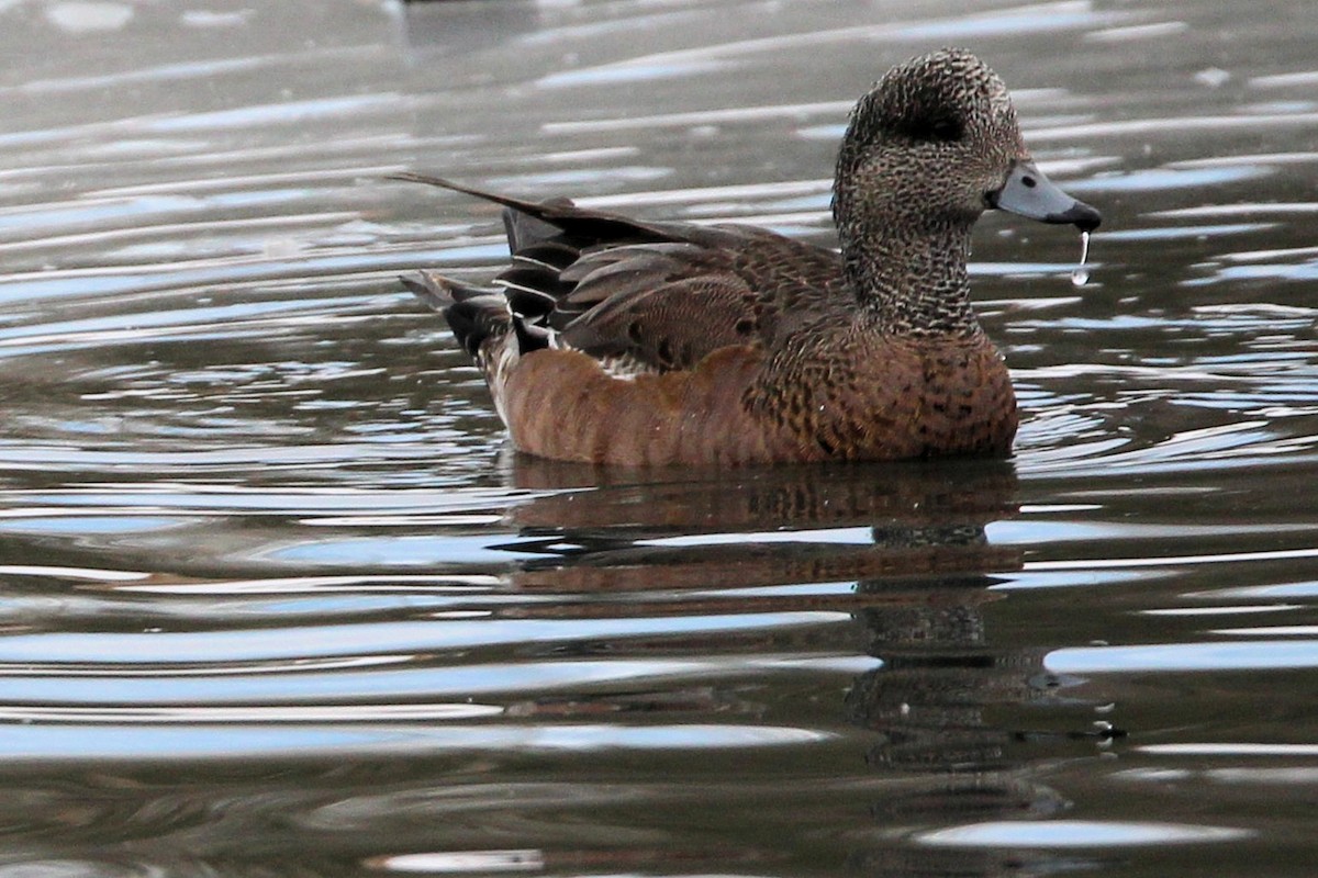 American Wigeon - ML646924875