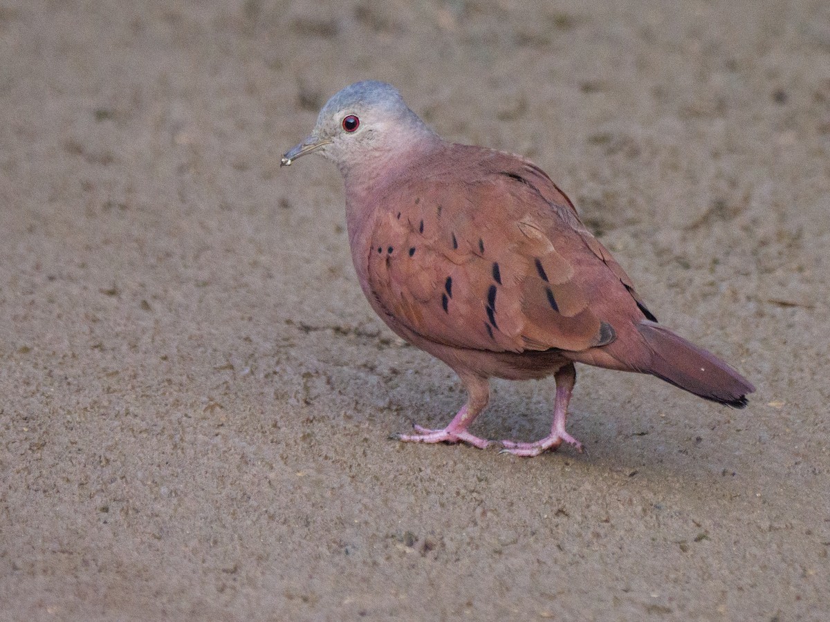 kaneldue - ML646924877