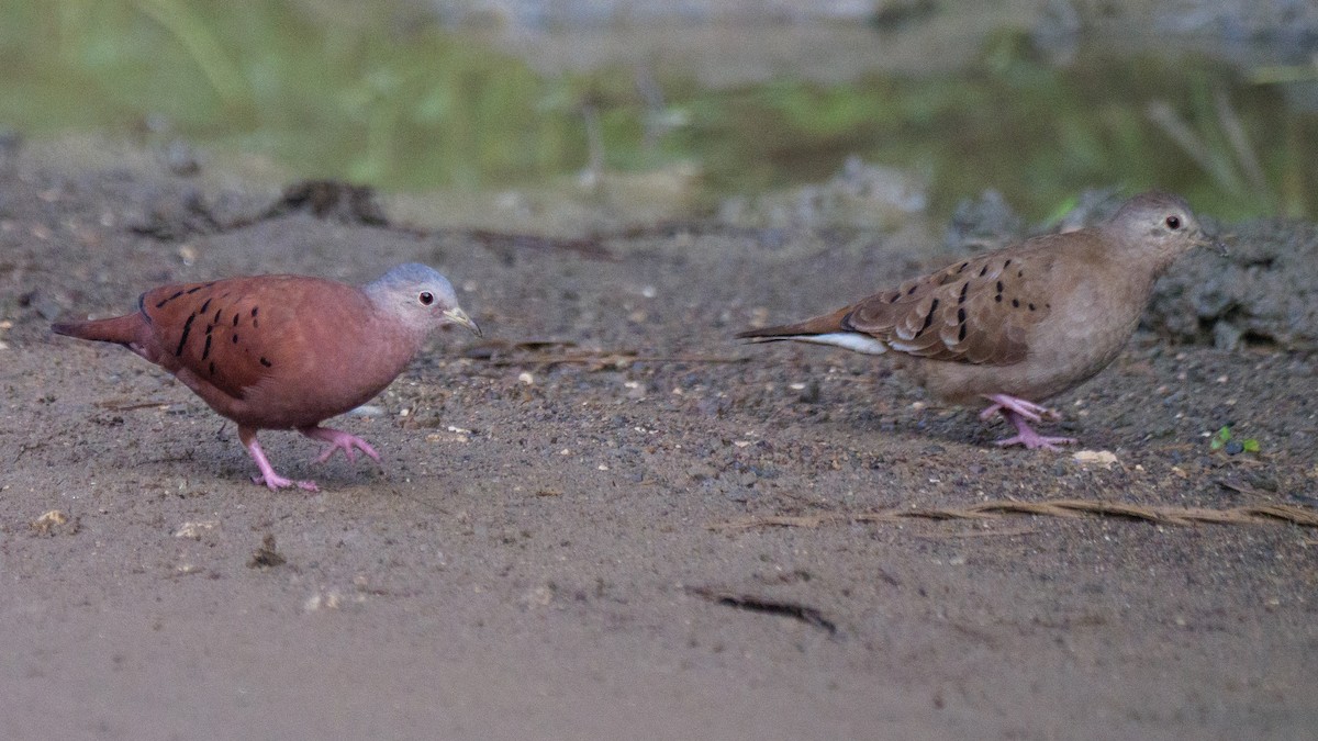 kaneldue - ML646924878